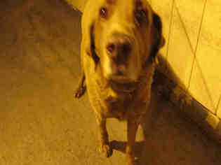 Chesapeake Bay Retriever Dogs for adoption in Orange, CA, USA