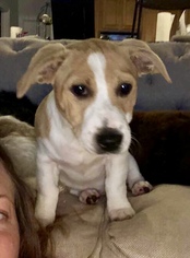 Schweenie Dogs for adoption in Tampa, FL, USA