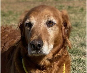 Golden Retriever Dogs for adoption in Pacolet, SC, USA