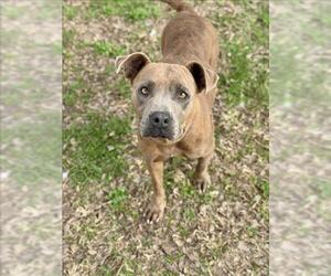 Mutt Dogs for adoption in Conroe, TX, USA