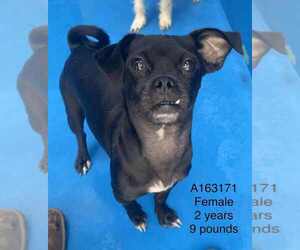 Chug Dogs for adoption in Calgary, Alberta, Canada