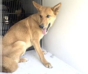 Carolina Dog-Unknown Mix Dogs for adoption in Houston, TX, USA