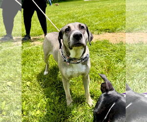 Anatolian Shepherd-Unknown Mix Dogs for adoption in Germantown, OH, USA