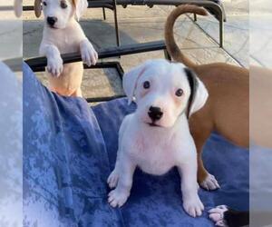 Borador Dogs for adoption in Cave Creek, AZ, USA