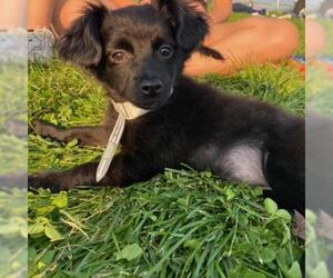 Maltese Dogs for adoption in Aurora, CO, USA