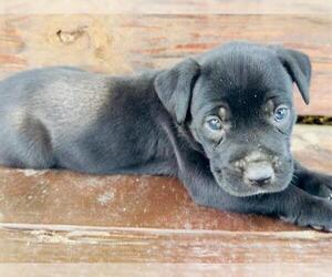 Labrador Retriever-Unknown Mix Dogs for adoption in San Antonio, TX, USA