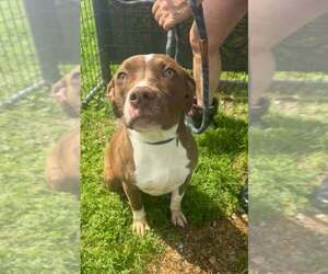 Mutt Dogs for adoption in Abbeville, LA, USA