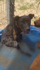 Medium Photo #1 American Pit Bull Terrier Puppy For Sale in Phoenix, AZ, USA
