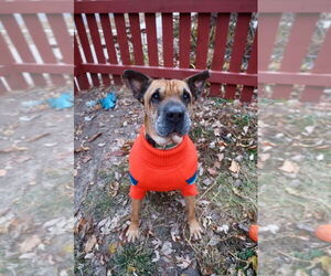 Chinese Shar-Pei-Labrador Retriever Mix Dogs for adoption in Duluth, MN, USA