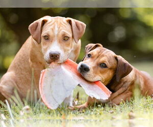 Boxer-Unknown Mix Dogs for adoption in Unionville, PA, USA