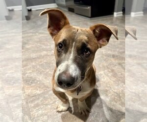 Basschshund Dogs for adoption in Rockaway, NJ, USA