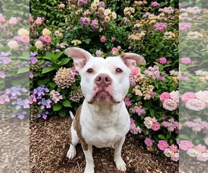Mutt Dogs for adoption in Martinsburg, WV, USA