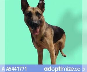 German Shepherd Dog Dogs for adoption in Downey, CA, USA