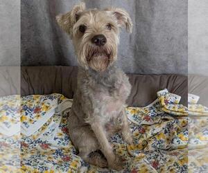 Mutt Dogs for adoption in Rockwall, TX, USA