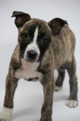 Medium Photo #1 Bull Terrier-German Shepherd Dog Mix Puppy For Sale in Phoenix , AZ, USA
