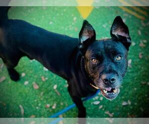 Labrador Retriever Dogs for adoption in Orlando, FL, USA