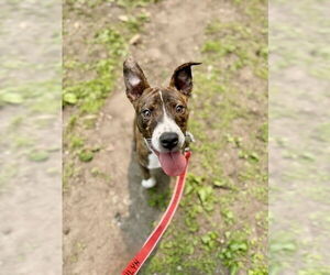 American Staffordshire Terrier-Boston Terrier Mix Dogs for adoption in Minneapolis, MN, USA
