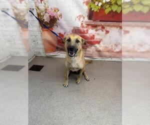 German Shepherd Dog-Unknown Mix Dogs for adoption in San Bernardino, CA, USA