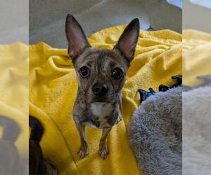 Mutt Dogs for adoption in San Martin, CA, USA