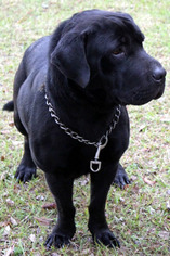 Medium Photo #1 Basset Hound-Unknown Mix Puppy For Sale in Pennsville, NJ, USA