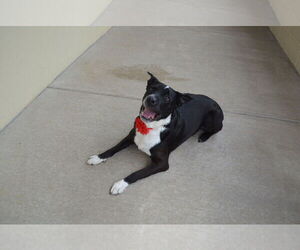 Mutt Dogs for adoption in McKinney, TX, USA