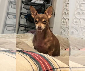 Chihuahua Dogs for adoption in MIDWAY, UT, USA