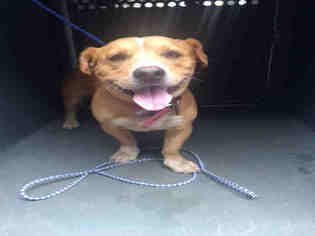 Basset Hound Dogs for adoption in Hanford, CA, USA