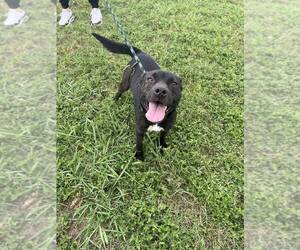 Mutt Dogs for adoption in Abbeville, LA, USA