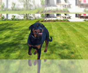 Rottweiler Dogs for adoption in Gilbert, AZ, USA