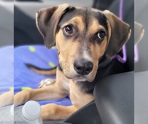 Medium Photo #1 Labrador Retriever-Unknown Mix Puppy For Sale in Rockaway, NJ, USA