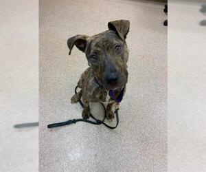 American Pit Bull Terrier-Unknown Mix Dogs for adoption in Saginaw, MI, USA