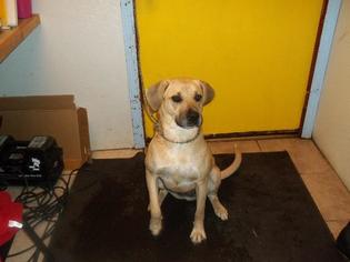 Plott Hound Dogs for adoption in Eureka Springs, AR, USA