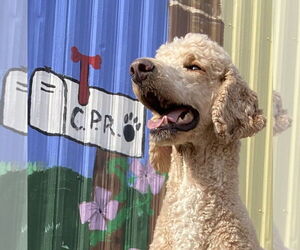 Poodle (Standard) Dogs for adoption in Pacolet, SC, USA