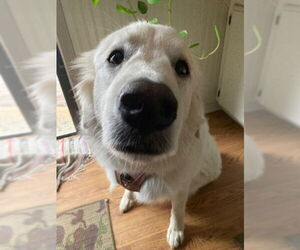 Great Pyrenees Dogs for adoption in Bend, OR, USA