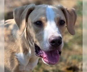 Mutt Dogs for adoption in Canton, CT, USA