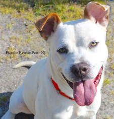 Alaskan Husky-American Bulldog Mix Dogs for adoption in Spring Lake, NJ, USA