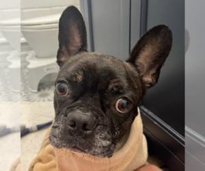 French Bulldog Dogs for adoption in Brooklyn, NY, USA