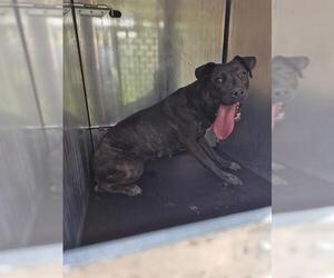 American Staffordshire Terrier-Unknown Mix Dogs for adoption in San Antonio, TX, USA