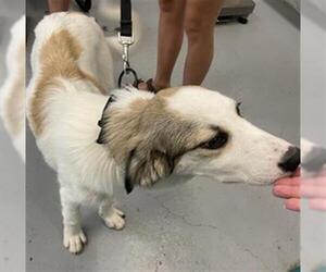 Great Pyrenees Dogs for adoption in Waco, TX, USA