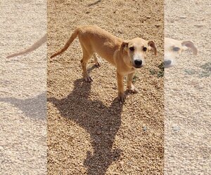 Great Pyredane Dogs for adoption in Maquoketa, IA, USA
