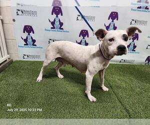 American Pit Bull Terrier-Bluetick Coonhound Mix Dogs for adoption in Orlando, FL, USA