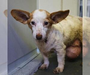Mutt Dogs for adoption in San Antonio, TX, USA
