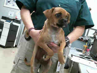 Puggle Dogs for adoption in Plano, TX, USA