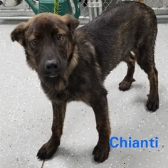 Mutt Dogs for adoption in Unity, NH, USA