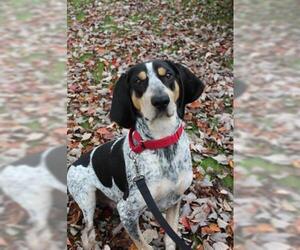 Bluetick Coonhound Dogs for adoption in Center Township, PA, USA