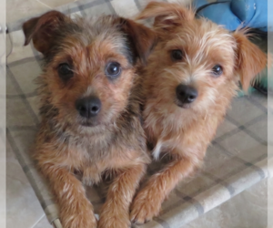 Cairn Terrier-Unknown Mix Dogs for adoption in Grovertown, IN, USA