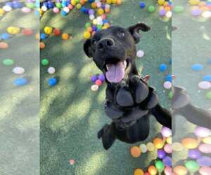 Mutt Dogs for adoption in Tempe , AZ, USA