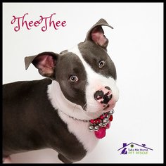 American Staffordshire Terrier Dogs for adoption in Richardson, TX, USA