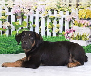 Black and Tan Coonhound-German Shepherd Dog Mix Dogs for adoption in Oroville, CA, USA