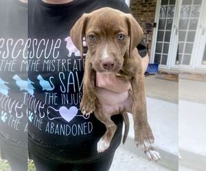 American Pit Bull Terrier-Unknown Mix Dogs for adoption in GILBERTS, IL, USA